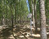 杨树速生丰产林自动化滴灌栽培技